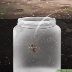 Outdoor Traps