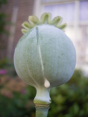 TopMostDeadlyFlowersList