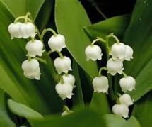 TopMostDeadlyFlowersList
