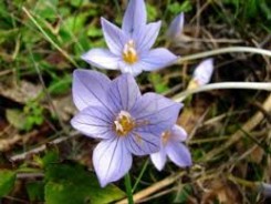 TopMostDeadlyFlowersList