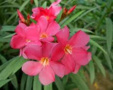 TopMostDeadlyFlowersList
