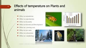 Effect on plants and animals