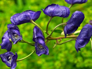 TopMostDeadlyFlowersList