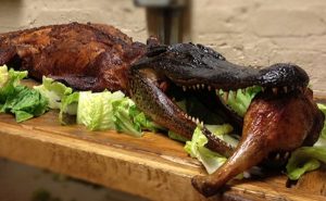 AlligatorUSA