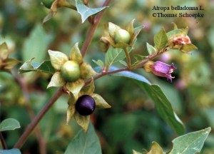 5 Atropa Bella donna | Yina TopMostDeadlyFlowersList