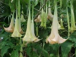 TopMostDeadlyFlowersList