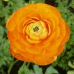 TopMostDeadlyFlowersList