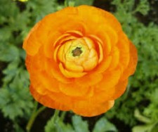 TopMostDeadlyFlowersList