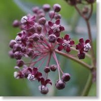 TopMostDeadlyFlowersList