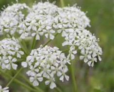 TopMostDeadlyFlowersList