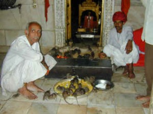 Animals are worshipped