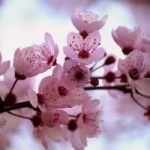 Top  Deadliest flora in the World