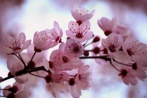 Top  Deadliest flora in the World