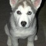 Top  Dog variety that Bite the Most
