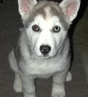 Top  Dog variety that Bite the Most