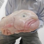 TopStrangestCreaturesonEarth