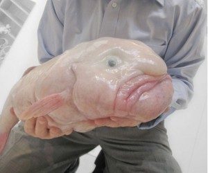 TopStrangestCreaturesonEarth