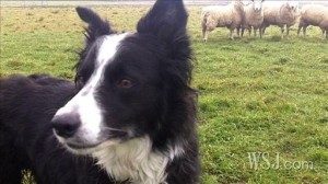 TopMostIntelligentDogBreeds
