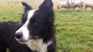 TopMostIntelligentDogBreeds