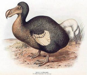 TOPExtinctBirdsList