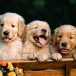 TopThingsWecanLearnfromDogs