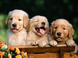 TopThingsWecanLearnfromDogs