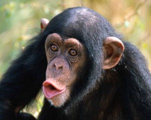 MostIntelligentAnimalsintheWorld