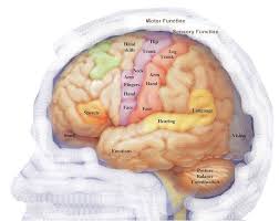 MostImportantBodyOrgans