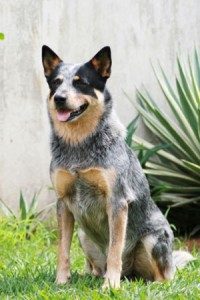 TopMostIntelligentDogBreeds