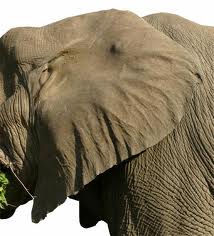 TopVeryInterestingFactsaboutElephants