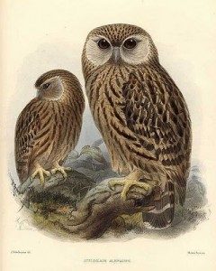 TOPExtinctBirdsList