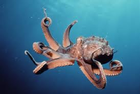 MostIntelligentAnimalsintheWorld