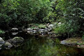 TopLargestNaturalForestsintheWorld