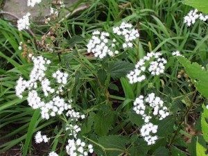 TopDeadliestPlantsintheWorld