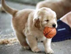 TopThingsWecanLearnfromDogs