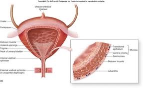 MostImportantBodyOrgans
