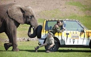 MostIntelligentAnimalsintheWorld