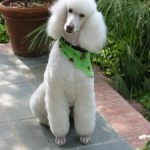 TopMostIntelligentDogBreeds