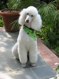 TopMostIntelligentDogBreeds