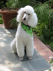 TopMostIntelligentDogBreeds