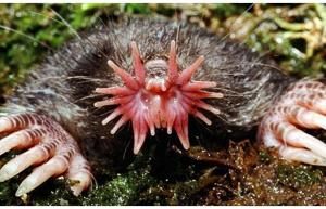 TopStrangestCreaturesonEarth