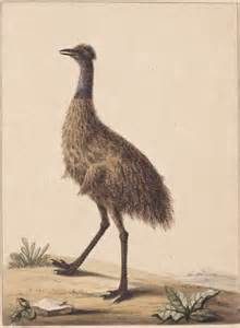 TOPExtinctBirdsList