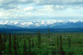 TopLargestNaturalForestsintheWorld