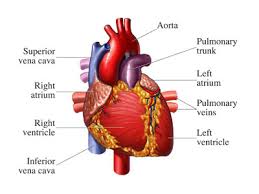MostImportantBodyOrgans