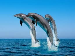 MostIntelligentAnimalsintheWorld