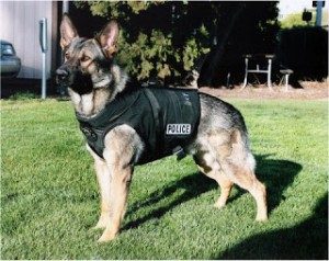 TopMostIntelligentDogBreeds