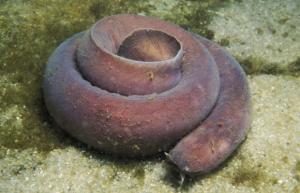 TopStrangestCreaturesonEarth