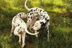 TopThingsWecanLearnfromDogs