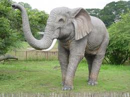 TopVeryInterestingFactsaboutElephants