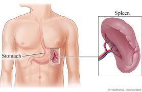 MostImportantBodyOrgans